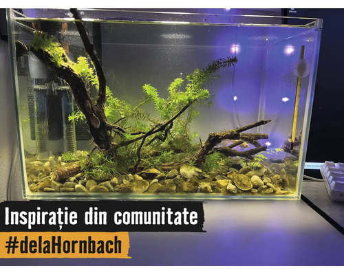 Hell eingerichtetes rechteckiges Glasaquarium mit Wasserpflanzen, Wurzelholz, Kieselsteinen, Innenfilter und Thermometer.