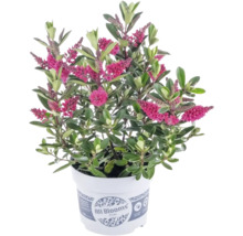 Véronique arbustive Hebe avec fleurs roses et feuilles vertes dans un pot de culture blanc avec All Blooms Logo.