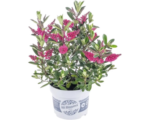 Véronique arbustive Hebe avec fleurs roses et feuilles vertes dans un pot de culture blanc avec All Blooms Logo.
