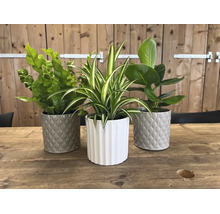 Trois plantes d'intérieur vertes, dont une fougère nid d'oiseau et une plante araignée, dans des cache-pots décoratifs sur une table en bois.