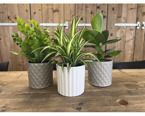 Trois plantes d'intérieur vertes, dont une fougère nid d'oiseau et une plante araignée, dans des cache-pots décoratifs sur une table en bois.