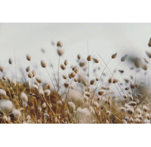 Leinwandbild light grasses 150x100 cm