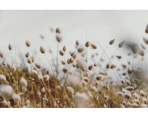 Leinwandbild light grasses 150x100 cm