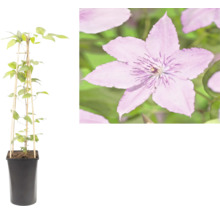 Clématite dans un pot de fleurs noir avec un support en bambou et un gros plan de la fleur violette.