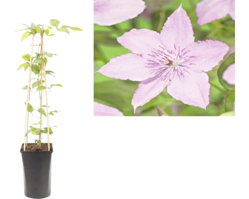 Clématite dans un pot de fleurs noir avec un support en bambou et un gros plan de la fleur violette.