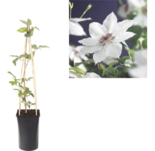 Clématite en pot avec support en bois et gros plan d une fleur blanche au cœur pourpre.