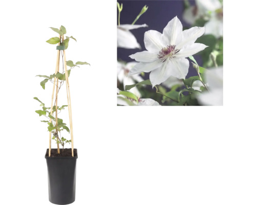 Clématite en pot avec support en bois et gros plan d une fleur blanche au cœur pourpre.