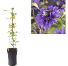 Clématite grimpante dans un pot noir avec un tuteur en bois et un gros plan de sa fleur violette double.