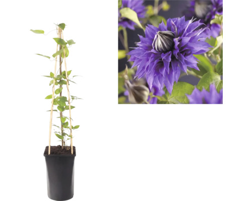 Clématite grimpante dans un pot noir avec un tuteur en bois et un gros plan de sa fleur violette double.