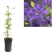 Clématite en pot avec support en bambou et gros plan sur les fleurs violettes.