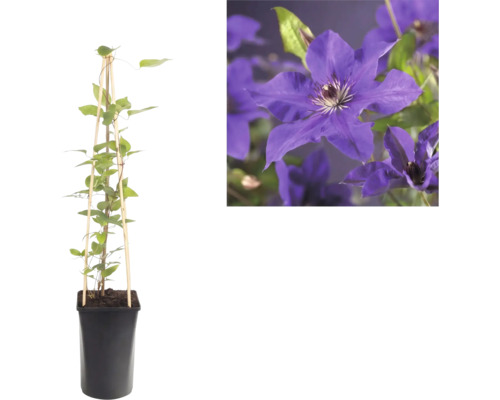 Clématite en pot avec support en bambou et gros plan sur les fleurs violettes.