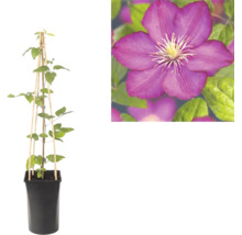 Clématite dans un pot noir avec tuteur en bois et vue rapprochée d une fleur violette.