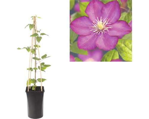 Clématite dans un pot noir avec tuteur en bois et vue rapprochée d une fleur violette.