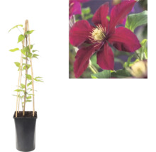 Clématite en pot avec support en bois et gros plan sur une fleur rouge foncé.