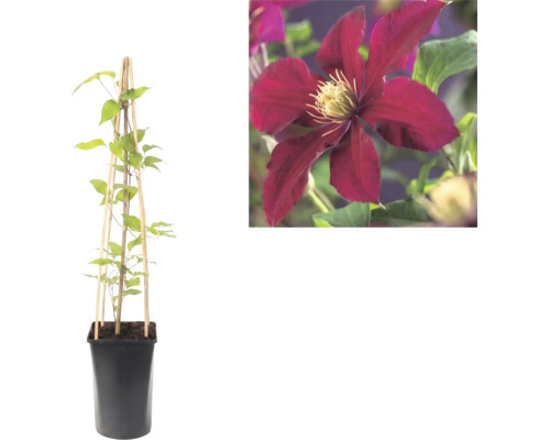Clématite en pot avec support en bois et gros plan sur une fleur rouge foncé.