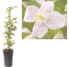 Clématite plante grimpante en pot avec tuteur en bois et gros plan sur la fleur.