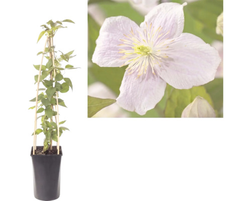 Clématite plante grimpante en pot avec tuteur en bois et gros plan sur la fleur.