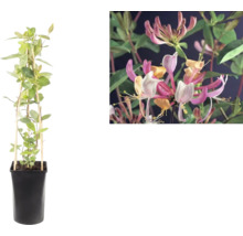 Chèvrefeuille grimpant Lonicera en pot noir avec support et gros plan sur les fleurs roses et jaunes.