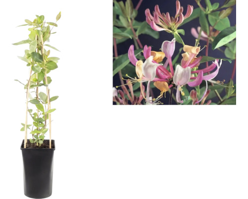 Chèvrefeuille grimpant Lonicera en pot noir avec support et gros plan sur les fleurs roses et jaunes.