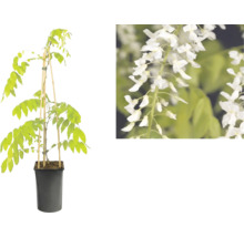 Glycine blanche dans un pot en plastique noir avec des tuteurs en bambou et vue détaillée des fleurs.