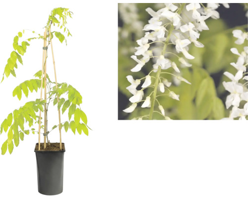 Glycine blanche dans un pot en plastique noir avec des tuteurs en bambou et vue détaillée des fleurs.