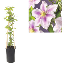 Clématite en pot avec support en bambou et gros plan sur les fleurs rayées rose et blanc.