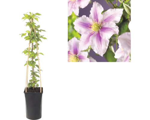 Clématite en pot avec support en bambou et gros plan sur les fleurs rayées rose et blanc.