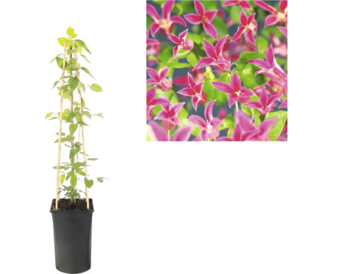 Clematis im schwarzen Pflanztopf mit Bambusspalier und Detailansicht der rosa Blüten.