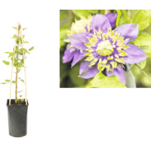 Plante grimpante Clematis dans un pot noir avec un treillis en bambou et gros plan d'une fleur violette au centre jaune-vert.