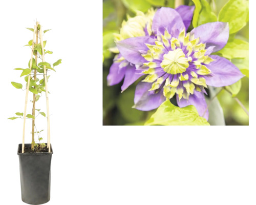Plante grimpante Clematis dans un pot noir avec un treillis en bambou et gros plan d'une fleur violette au centre jaune-vert.