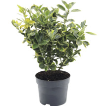 Fusain du Japon Euonymus japonicus en pot en plastique avec feuilles panachées jaune et vert.