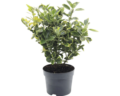 Fusain du Japon Euonymus japonicus en pot en plastique avec feuilles panachées jaune et vert.
