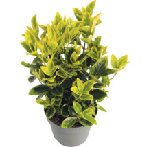 Fusain de Fortune Emerald n Gold dans un pot en plastique gris avec des feuilles jaune-vert.