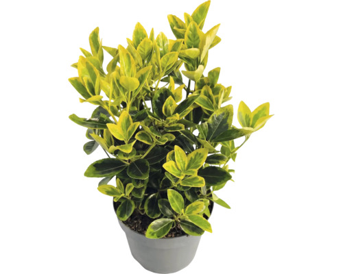 Fusain de Fortune Emerald n Gold dans un pot en plastique gris avec des feuilles jaune-vert.