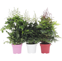 Trois astilbes en pots, plantes de jardin avec un feuillage vert et de hautes panicules de fleurs plumeuses.