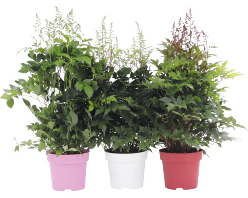 Trois astilbes en pots, plantes de jardin avec un feuillage vert et de hautes panicules de fleurs plumeuses.