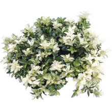 Fusain du Japon Euonymus japonicus aux feuilles panachées.