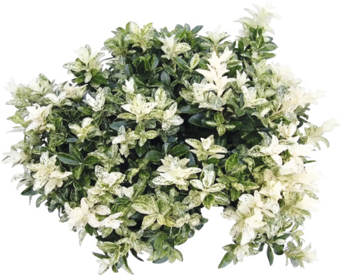 Fusain du Japon Euonymus japonicus aux feuilles panachées.