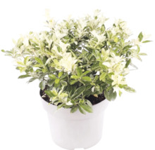 Pittosporum tenuifolium avec des feuilles panachées de blanc et de vert dans un pot blanc.