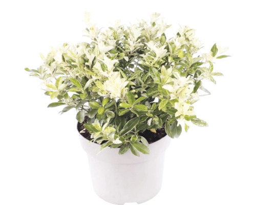 Pittosporum tenuifolium avec des feuilles panachées de blanc et de vert dans un pot blanc.
