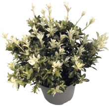 Fusain du Japon Euonymus japonicus en pot gris avec des feuilles vertes et des jeunes pousses blanches.