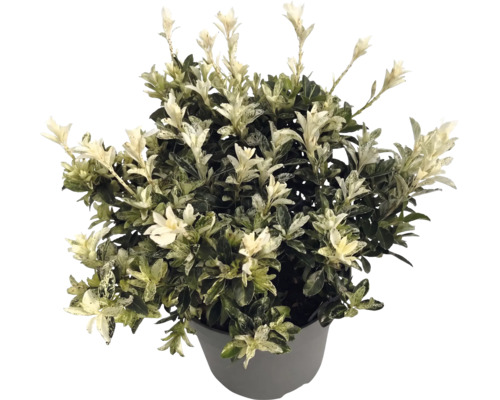 Fusain du Japon Euonymus japonicus en pot gris avec des feuilles vertes et des jeunes pousses blanches.