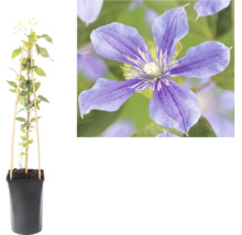 Plante grimpante Clématite en pot avec tuteur en bambou et gros plan d une fleur violette.