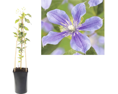 Plante grimpante Clématite en pot avec tuteur en bambou et gros plan d une fleur violette.