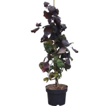 Noisetier tortueux rouge (Corylus avellana Contorta) en pot noir avec branches sinueuses et feuilles sombres.