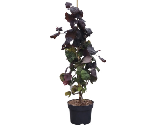 Noisetier tortueux rouge (Corylus avellana Contorta) en pot noir avec branches sinueuses et feuilles sombres.
