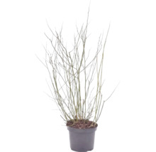 Arbuste sans feuilles avec de nombreuses branches fines dans un pot en plastique sombre.