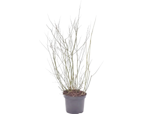 Arbuste sans feuilles avec de nombreuses branches fines dans un pot en plastique sombre.