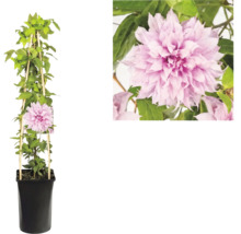 Clématite avec fleurs roses doubles en pot noir avec support de grimpe en bois et vue détaillée de la fleur.