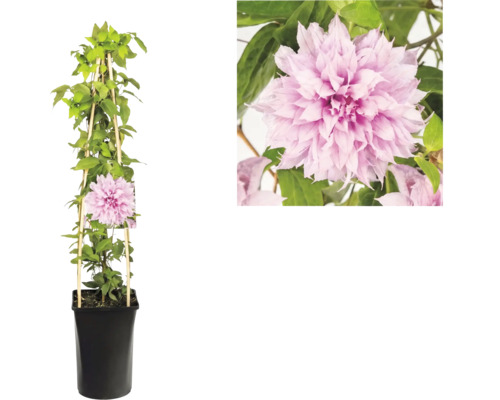 Clématite avec fleurs roses doubles en pot noir avec support de grimpe en bois et vue détaillée de la fleur.